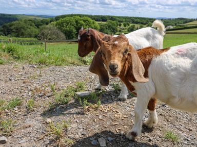 Three goats standing on a gravel area with green fields and trees in the background at Ty Cwtch in Llangynin near St Clears