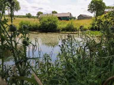 A pond surrounded by tall grass and plants with two barns in the background at Ty Cwtch in Llangynin near St Clears