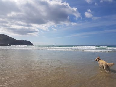 A dog walking along the shore by the ocean at Carines Barns - Wesley Barn, Cubert
