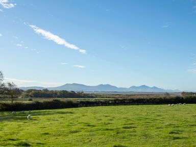 A green field with sheep grazing and mountains in the background at Gwalia Cottage in Brynsiencyn