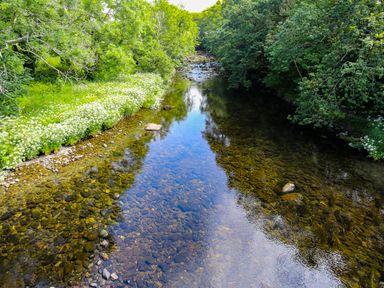 A clear river with rocks along the bottom bordered by green trees and white flowers at Llwyn Onn in Criccieth