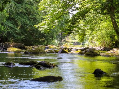 A river with moss-covered rocks and trees along the banks at Llwyn Onn in Criccieth