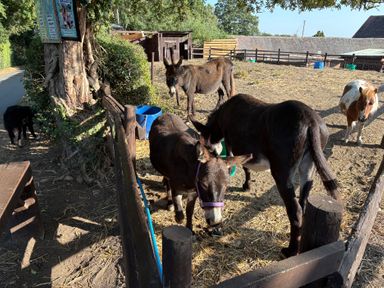 A donkey and cow in a pen with a dog nearby at The Cottage in Ettington
