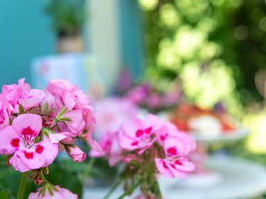 A close up of pink flowers with greenery and blurred background outdoors at Gwithian Shepherds Hut in Angarrack near Hayle