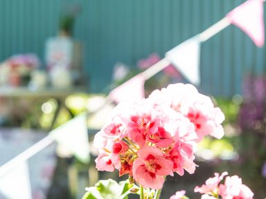 A close up of pink flowers with a background of bunting and garden furniture at Gwithian Shepherds Hut in Angarrack near Hayle