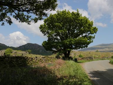 A country road next to a stone wall and a large tree with hills and sky in the background at Church How Cottage in Nether Wasdale