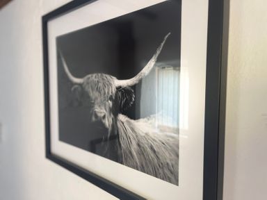 A black and white framed photograph of a highland cow with long horns on a wall at The Coach House in Trelogan Hall Trelogan near Trelawnyd