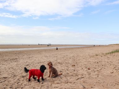 Two dogs on a sandy beach one wearing a red outfit with people and a pier in the background at Waterloo Merseyside
