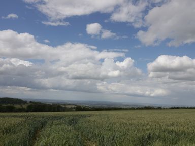 A large field with green crops under a cloudy sky at Lower Pack Horse Cottage in Winchcombe