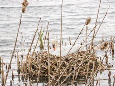 A swan sitting on a nest made of reeds in a body of water at Walkers Rest in Warton near Carnforth