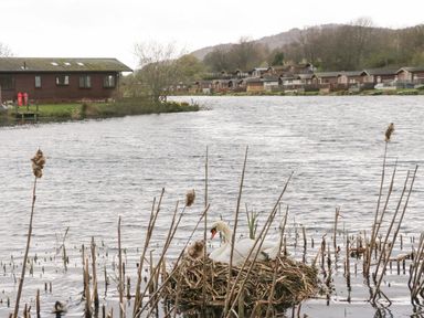 A swan on a nest in a lake with wooden cabins along the shore at Walkers Rest in Warton near Carnforth