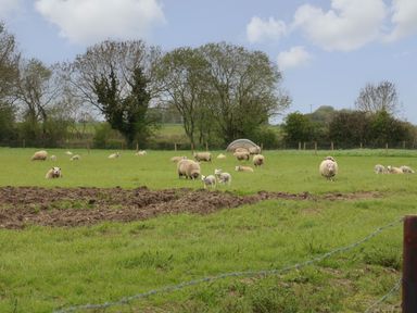 A grassy field with sheep and lambs and trees in the background at Honeybee Retreat in Pentney near Upper Marham