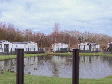 A small pond with ducks swimming and grass around with several white cabins in the background at Tiptoes Lodge in Carnforth