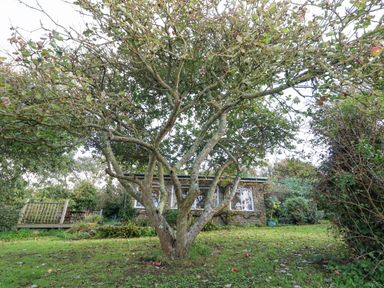 An outdoor garden with a leafy tree and a stone house in the background at Eweleaze in West Bexington