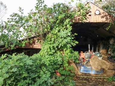 A wooden farm shed partially covered with green leafy plants housing a tractor and hay bales at Eweleaze in West Bexington