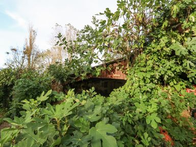 A wooden building partially covered by dense green foliage and trees at Eweleaze in West Bexington
