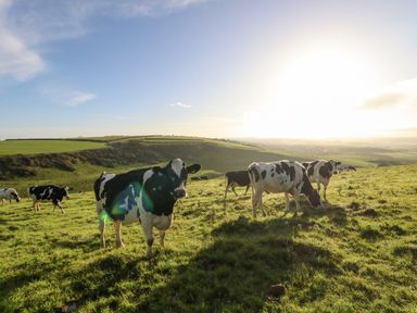 Cows grazing on a grassy hillside with rolling hills and a setting sun in the background at Eweleaze in West Bexington
