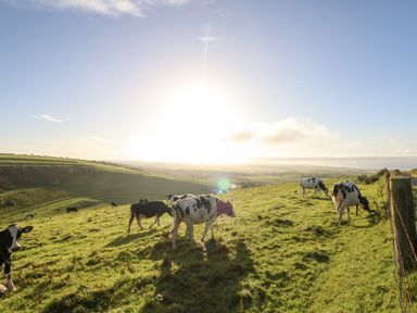 Cows grazing on a grassy hillside with a fence and rolling fields under a clear sky at Eweleaze in West Bexington