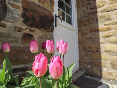 Pink tulips in front of a white door and stone wall at West Farm Cottage in Longhorsley