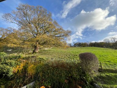 A grassy hillside with a large tree and some bushes under a partly cloudy sky at Fairfield View in Ambleside