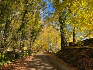 A dirt road surrounded by trees with yellow leaves and stone walls on both sides at Fairfield View in Ambleside