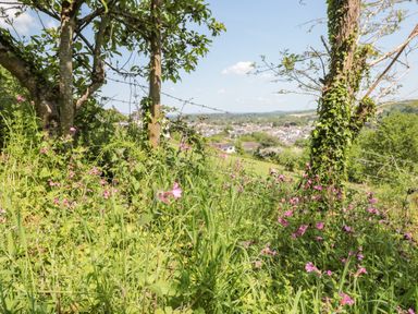 A hillside with trees pink flowers and a barbed wire fence overlooking a town at Dart View Hideout in Totnes