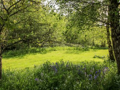 A green grassy area with wildflowers and trees at Mucklewick Hollow in Minsterley near Bishops Castle