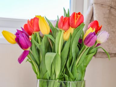 A bouquet of red yellow purple and white tulips in a vase on a surface near a window at Honeysuckle Lodge in Runswick Bay near Staithes