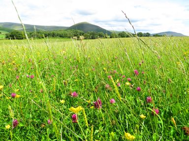 A field with grass and wildflowers with trees and hills in the background at Shepherds View Dufton near Appleby-in-Westmorland