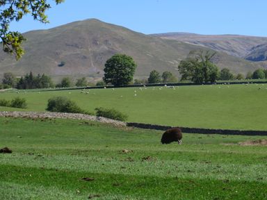 A grassy field with a sheep grazing and hills in the background at Shepherds View in Dufton near Appleby-in-Westmorland