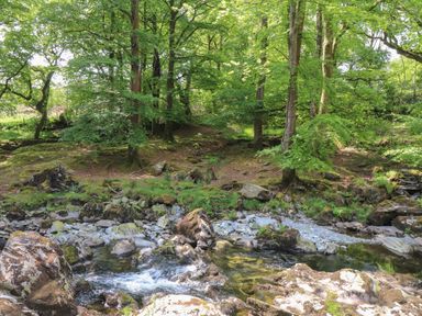A forest with trees and a rocky stream flowing through it at Can Yr Afon in Beddgelert