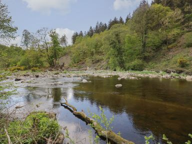 A river with rocks and trees along the banks surrounded by forest at Elm Lodge in Keswick