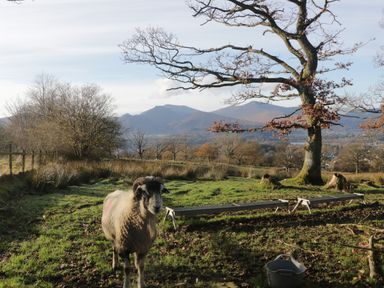 A sheep standing in a grassy field with feeding troughs a tree and mountains in the background at Elm Lodge in Keswick