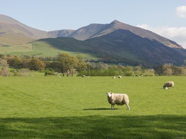 A field with sheep grazing and mountains in the background at Elm Lodge in Keswick