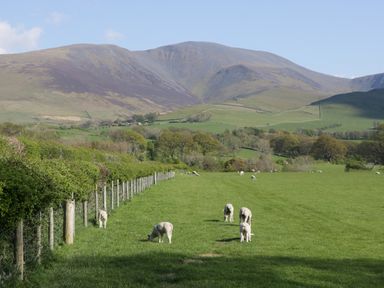 A green pasture with sheep grazing and hills in the background at Elm Lodge in Keswick