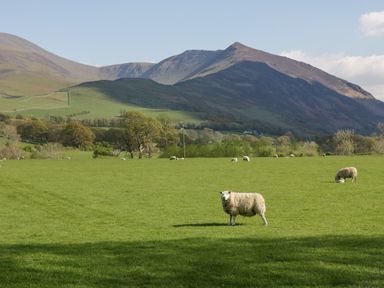 A field with sheep grazing and hills in the background at Briery House in Keswick