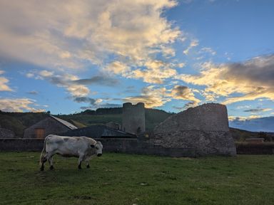 A white cow standing on grass near stone ruins and farm buildings under a cloudy sky at Ty Sinsir in Tretower