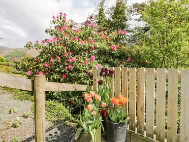 A garden area with potted tulips near a wooden fence and a flowering bush at Old Farm Cottage in Skelwith Fold