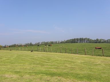 A grassy field with cows and sheep behind a fence under a blue sky at Nebo Pod in Amlwch