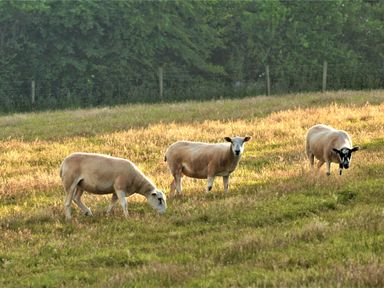 Three sheep grazing and standing on a grassy field near trees at Mabel's View in East Allington Devon