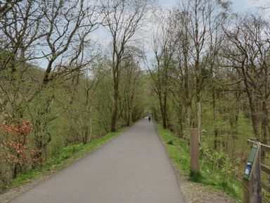 A paved path lined with trees with a person jogging in the distance in a wooded area