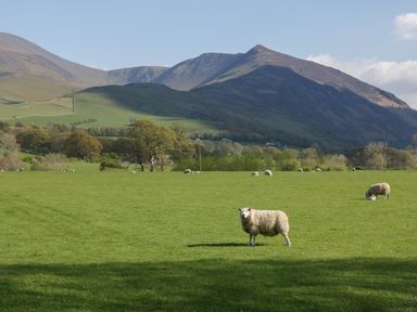 A green field with sheep and mountains in the background at Dogwood Timber Lodge in Keswick
