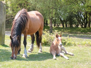 A horse grazing on grass next to a foal lying down on grass in a wooded area at The Nest in North Petherton