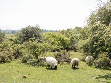 A field with sheep grazing and trees in the background at The Nest in North Petherton