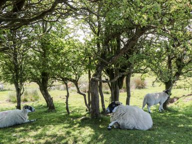 Sheep resting and standing under trees on grass in a rural setting at The Nest in North Petherton