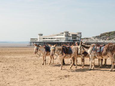 A group of donkeys standing on a sandy beach with a large pier building and town in the background at The Nest in North Petherton