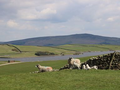 A grassy field with sheep and lambs near a stone wall with hills and a lake in the background at The Folly in Linton near Thresfield