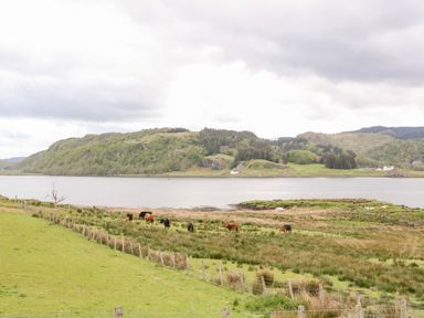 Cows grazing on grassy fields near a body of water with hills and trees in the background at Balvicar Beag Balvicar Isle Of Seil