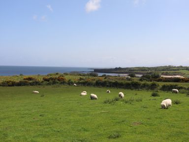 A grassy field with sheep grazing near the coastline at Traeth Ora in Moelfre