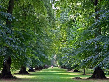 A tree-lined grassy pathway with green trees on both sides at Mayfield Cottage Nr Malmesbury